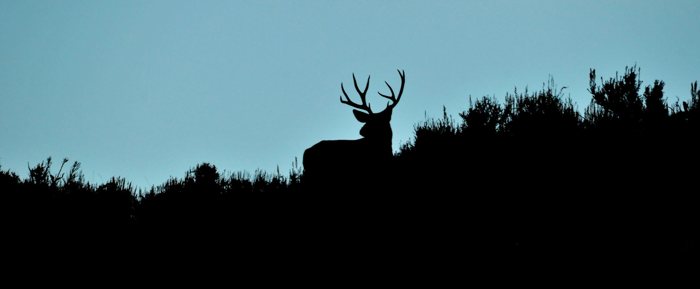 A mule deer buck silhouetted by the skyline.